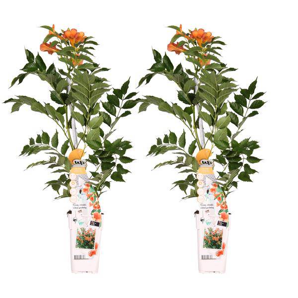 Klettertrompete – Campsis 'Indian Summer' – 2 Pflanzen – Ø15cm – ca. 65cm hoch – Winterharte Kletterpflanze mit orangefarbenen Blüten für mediterrane Gartengestaltung