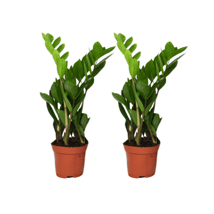 Zamioculcas Zamiifolia – Glücksfeder – 2 Pflanzen – Ø12cm – ca. 40cm hoch – Pflegeleichte Zimmerpflanzen mit glänzenden Blättern – Robuste Grünpflanzen für Wohnzimmer & Büro