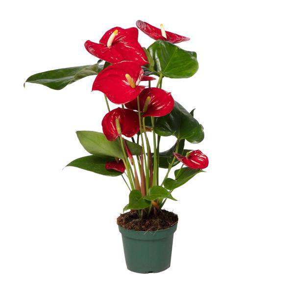 Flamingoblume (Anthurium Andreanum Grp Nevada) Zimmerpflanze Ø12cm ↕40cm – pflegeleichte Grünpflanze für Wohnzimmer, Büro & helle Standorte