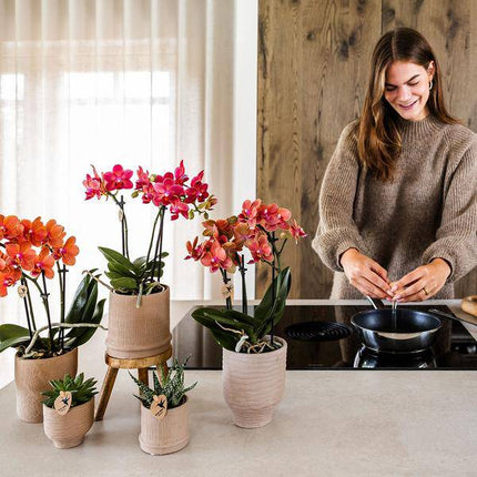 Rote Phalaenopsis Orchidee Congo mit 2-3 Stielen im Bali Ziertopf Sand Ø9cm – Exotische Zimmerpflanze im ethnischen Design für Wohnzimmer Büro Deko