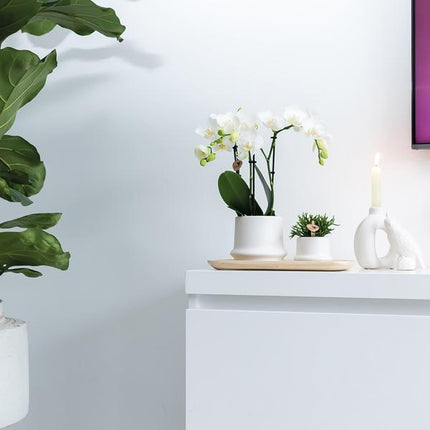 Ovales Tablett aus Bambus – 30cm – Natur-Deko für Pflanzen & Wohnaccessoires – Handlich & stilvoll – Ideal für Blumentöpfe & Pflanzensets