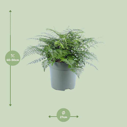 Nestfarn – Asplenium Parvati – Zimmerpflanze – Ø27cm – ↕50cm – Tropische Grünpflanze mit filigranen Wedeln – Pflegeleicht & luftreinigend