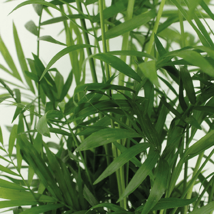 Mexikanische Bergpalme – Chamaedorea Elegans – tropische Zimmerpflanze – Ø17cm – ↕55cm – 2 Pflanzen – immergrüne Palme für Wohnzimmer & Büro