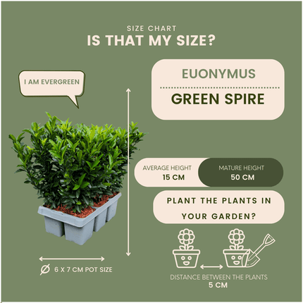 Euonymus Green Spire – Japanischer Spindelstrauch – 12 Pflanzen Ø7cm – ↕15cm – Immergrün & Winterhart – Buchsbaum Ersatz für Hecke und Garten