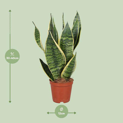 Bogenhanf Sansevieria trifasciata Futura Superba – Schwiegermutterzunge – Ø12cm – ↕40cm – pflegeleichte Zimmerpflanze mit gelb-grünem Laub – luftreinigend