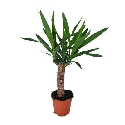 Palmlilie – Yucca – Zimmerpflanze – Ø14cm – ca. 60cm hoch – pflegeleichte Wüstenpflanze – dekorative Yucca Palme mit luftreinigenden Eigenschaften