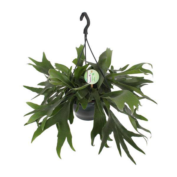 Geweihfarn – Platycerium bifurcatum – Hirschgeweihfarn – Zimmerpflanze – Ø21cm – ↕50cm – dekorative Farnpflanze für Wohnung & Büro