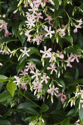 Sternjasmin Trachelospermum 'Star of Ibiza' Gartenpflanze Ø15cm ↕65cm – winterharte Pflanze für Garten, Balkon, Terrasse, Kübel & Beet online