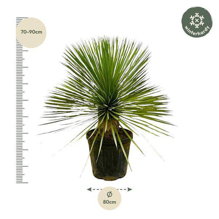 Palmlilie - Yucca Rostrata auf Stiel - ↕70 cm - Ø30cm - Exotische Zimmer- & Terrassenpflanze – Pflegeleicht & robust