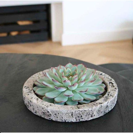 Sukkulente – Echeveria pulidonis Rootless – Ø20cm Schale „Concrete“ – Zimmerpflanze ohne Wurzeln – Pflegeleichte Schnitt-Sukkulente als Deko für Zuhause & Feste
