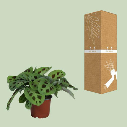 Pfeilwurz – Maranta Leuconeura Kerchoveana – Gebetspflanze – Zimmerpflanze – Ø12cm – ↕30cm – Tropische Blattschmuckpflanze