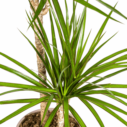Dracaena Marginata Green – Drachenbaum – Ø19cm – ↕70-90cm – Schlanke Zimmerpflanze mit dunkelgrünen Blättern – Pflegeleicht & luftreinigend