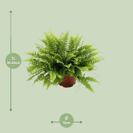Nephrolepis Boston Green – Bostonfarn – Zimmerpflanze – Ø12cm – ↕20cm – Luftreinigende Hängepflanze für Innenräume – Pflegeleichter Farn für Wohnzimmer, Schlafzimmer & Büro