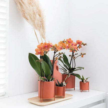 Phalaenopsis Orchidee „Mineral Bolzano“ – Orange – Ø9cm – Blühende Zimmerpflanze mit 2–3 Zweigen – Leuchtender Farbakzent
