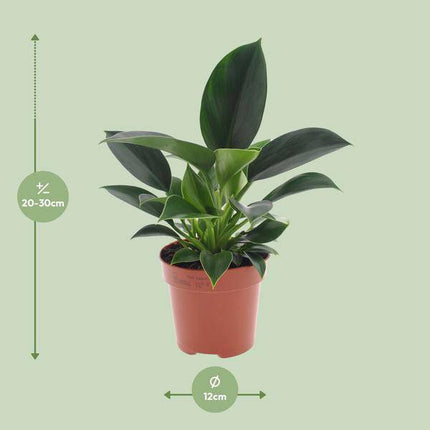 Philodendron Green Princess – Ø12cm – ↕25cm – Pflegeleichte Zimmerpflanze mit glänzenden Blättern – Kompakte Grünpflanze für Wohnzimmer, Büro & Regalbegrünung