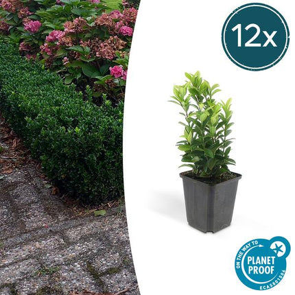 Japanischer Spindelstrauch Euonymus japonicus 'Green Spire' – 12 Pflanzen – ↕10-25cm – Ø9cm – Buchsbaum-Ersatz, Hecke & Solitär – Immergrün & pflegeleicht