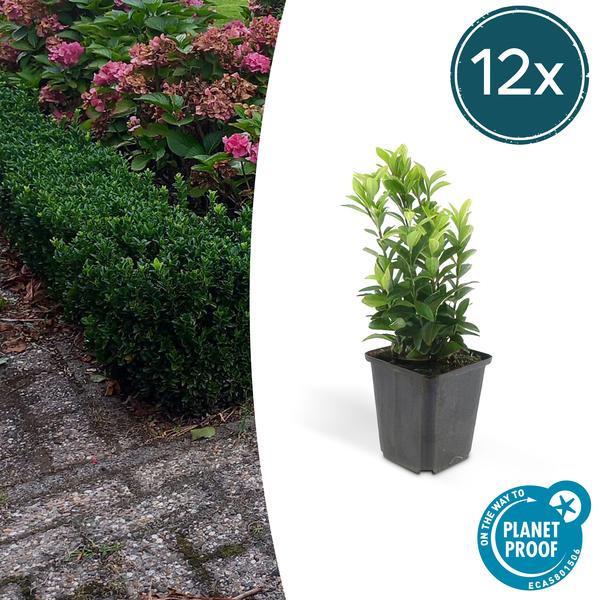 Japanischer Spindelstrauch Euonymus japonicus 'Green Spire' – 12 Pflanzen – ↕10-25cm – Ø9cm – Buchsbaum-Ersatz, Hecke & Solitär – Immergrün & pflegeleicht
