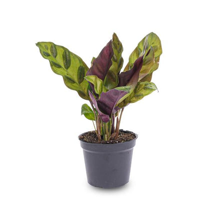 Pfauenpflanze Calathea Lancifolia – Terrarienpflanze Ø6cm – Exotische Zimmerpflanze mit langgezogenen, gemusterten Blättern