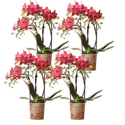 Phalaenopsis Orchideen „Kongo Rot“ – 4 Orchideen – ca. 30–35 cm hoch – Ø9 cm – rote Mini-Orchideen – Zimmerpflanze für Tisch & Fensterbank