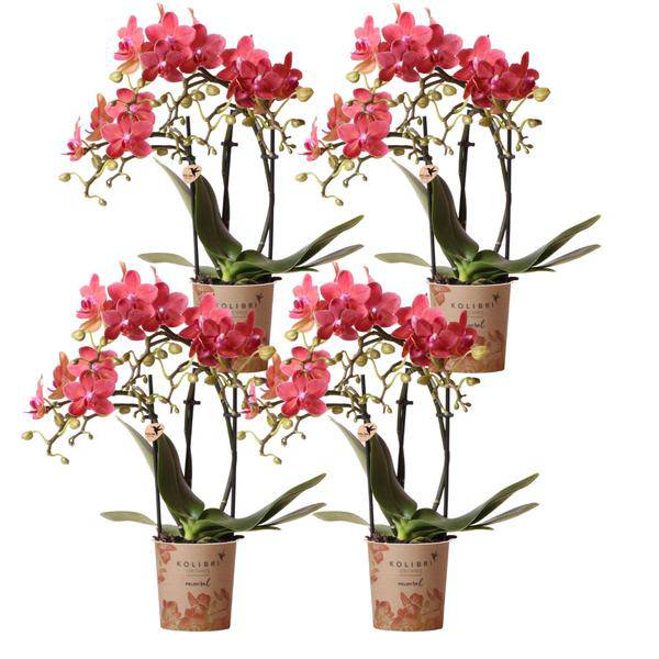 Phalaenopsis Orchideen „Kongo Rot“ – 4 Orchideen – ca. 30–35 cm hoch – Ø9 cm – rote Mini-Orchideen – Zimmerpflanze für Tisch & Fensterbank