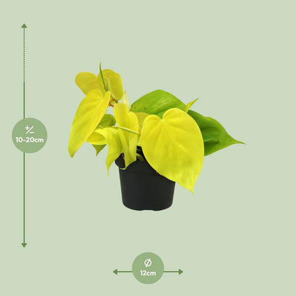 Baumfreund Philodendron Lime – Ø12cm – ↕20cm – Pflegeleichte Zimmerpflanze mit leuchtend grünen Blättern – Tropische Grünpflanze für Wohnzimmer, Büro & Schlafzimmer