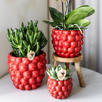 Phalaenopsis Orchidee Rot – Kongo – Mit Beeren-Ziertopf – Ø9cm – Höhe ca. 40cm – Blühende Zimmerpflanze mit 2–3 Zweigen – Dekorative Geschenkidee