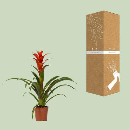 Bromelie – Guzmania Ostara – Zimmerpflanze – Ø12cm – ↕45cm – Exotische Blühpflanze– Pflegeleichte Dekopflanze für Zuhause & Büro