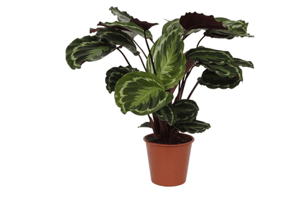 Calathea Medaillon – Korbmarante – Zimmerpflanze mit dekorativen Blättern – Ø19cm – Höhe ca. 80cm – Luftreinigende tropische Pflanze