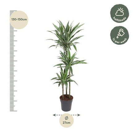 Drachenbaum Dracaena Warneckei Zimmerpflanze Ø27cm ↕140cm – pflegeleichte Grünpflanze für Wohnzimmer, Büro & helle Standorte kaufen