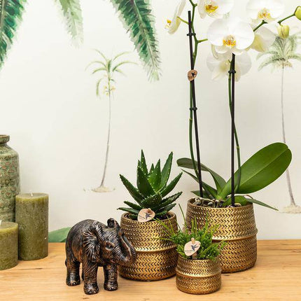 Blumentopf Groove – Gold – Ø9cm – Runder Keramik-Ziertopf mit Rillenstruktur – Mattes Finish – Dekotopf für Orchideen & Grünpflanzen – Für Wohnzimmer & Büro
