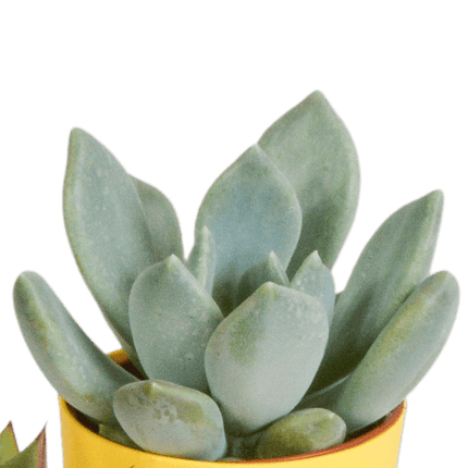 Sukkulenten Mix – 5 Pflanzen – Ø5,5cm Zimmerpflanzen im dekorativen Kunststofftopf mit Holzbeinen – Verschiedene Mini-Sukkulenten – Pflegeleichte Pflanzen für Fensterbank, Büro & Wohnzimmer