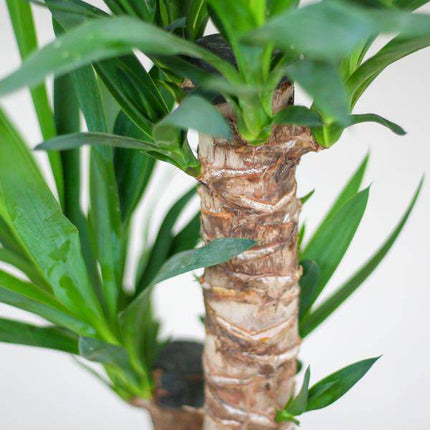 Yucca Elephantipes – Riesen – Palmlilie – Zimmerpflanze – 90cm hoch – Ø21cm – inkl. Naturkorb – pflegeleicht, robust, dekorativ