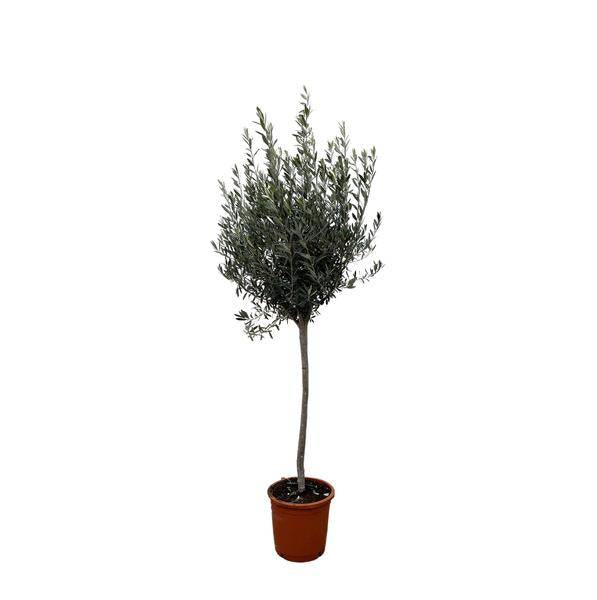 Olivenbaum – Olea Europaea 160cm – Ø24cm – Mediterrane Kübelpflanze mit silbergrünen Blättern – Edler Olivenbaum für Garten, Terrasse, Balkon & Wintergarten – Pflegeleicht