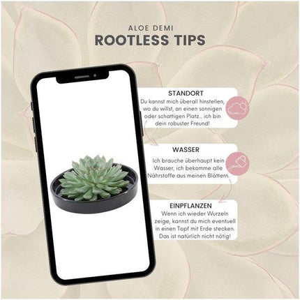 Sukkulente – Echeveria pulidonis ROOTLESS – Ø20cm Schale Schwarz – Zimmerpflanze ohne Wurzeln – Pflegeleichte Schnitt-Sukkulente als Tischdeko & Geschenk