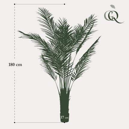 Kunstpflanze Areca Lutescens – Goldpalme – 180cm – Hochwertige künstliche Palme mit naturgetreuen Fiederblättern – Immergrüne Dekopflanze für Wohnzimmer, Büro & Innenräume – Pflegefrei & langlebig