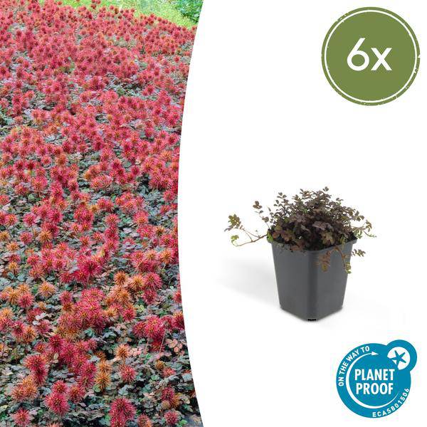 Acaena microphylla 'Kupferteppich' – Braunrotes Stachelnüsschen – Bodendecker Ø9cm ↕10-25cm – Pflegeleicht & winterhart – 6 Pflanzen