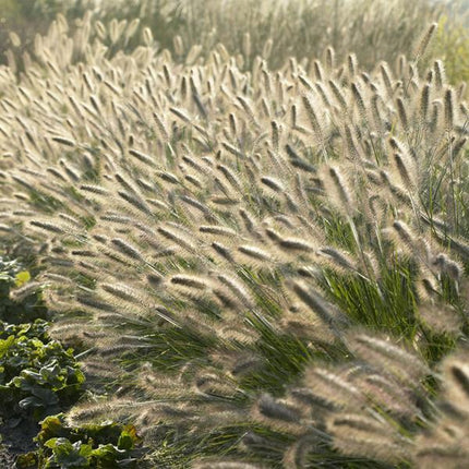 Lampenputzergras Pennisetum alopecuroides 'Hameln' – 60 Pflanzen – Ziergras – Elegantes Gartenhighlight – Cremefarbene Blüten – Pflegeleicht – Sonne & Halbschatten