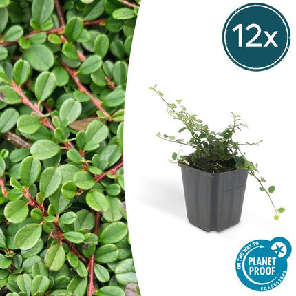 Cotoneaster prostratus 'Streibs Findling' – Zwergmispel – Ø9cm – ↕10-25cm – 12 Pflanzen – Robuster Bodendecker
