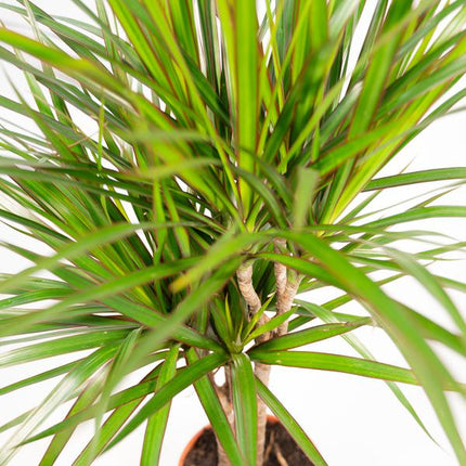 Drachenbaum Dracaena Marginata – Zimmerpflanze – Ø21cm x ↕120cm – Tropische Grünpflanze mit luftreinigend – Pflegeleicht