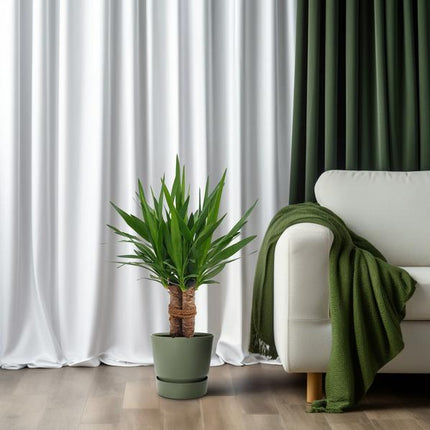 Riesen-Palmlilie – Yucca „Tres Cañas“ mehrstielig – Zimmerpflanze 70cm – Ø19cm – Immergrüne Grünpflanze mit schwertförmigen Blättern – Exotische & pflegeleichte Yucca für Wohnzimmer, Büro & Wintergarten