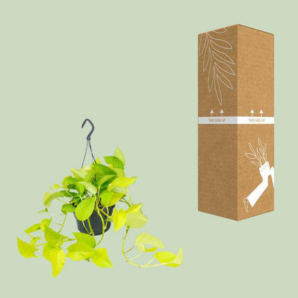 Efeutute Epipremnum Golden Pothos – Ø15cm x H25cm – Zimmerpflanze mit goldgelben Blattakzenten – Hängend & kletternd – Für Innenräume – Pflegeleicht & dekorativ