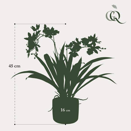 Künstliche Pflanze Orchidee – Bordeaux – 45cm – Täuschend echte Kunstorchidee im Topf – Dekoblume für Wohnzimmer, Büro & Esstisch – Pflegeleichte Kunstpflanze