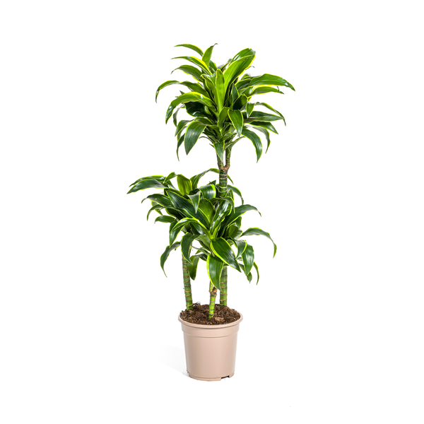 Dracaena Deremensis Dorado – Drachenbaum – Zimmerpflanze – Ø21cm – Höhe 100–120cm – Dunkelgrüne Blätter mit gelbem Rand – Pflegeleicht & dekorativ