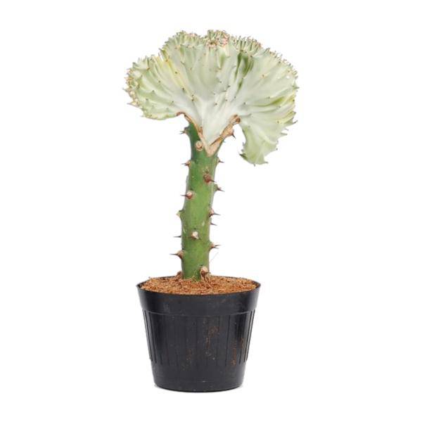 Euphorbia lactea Cristata Weiß – Korallen-Wolfsmilch – Zimmerpflanze ca. 35cm – ø12cm – Exotische Sukkulente in Korallenform – Pflegeleichte Kaktuspflanze für sonnige Standorte