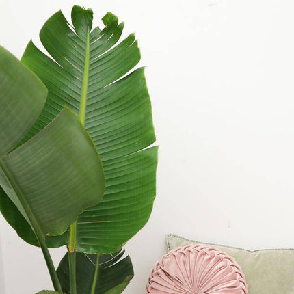 Baum – Strelitzie – Strelitzia Augusta – Weißer Paradiesvogel – Zimmerpflanze – 180cm – Ø30cm – Tropische Grünpflanze für Wohnzimmer und Büro