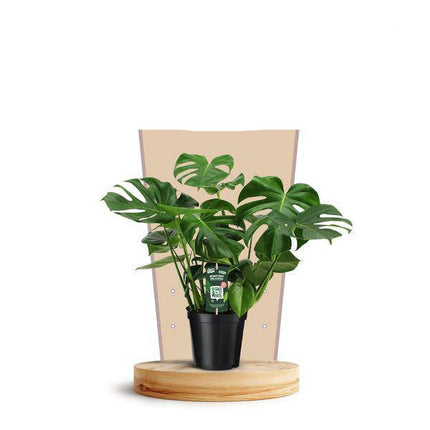 Köstliches Fensterblatt Monstera Deliciosa – Zimmerpflanze – Ø21cm – ↕75cm – Tropische Zimmerpflanze mit markanten fensterartigen Blättern – Pflegeleicht & dekorativ