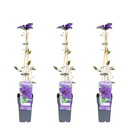 Waldrebe – Clematis 'The President' – 3 Pflanzen– Ø15cm – ↨65cm – Kletterpflanze mit violetten Blüten für Garten & Pergola