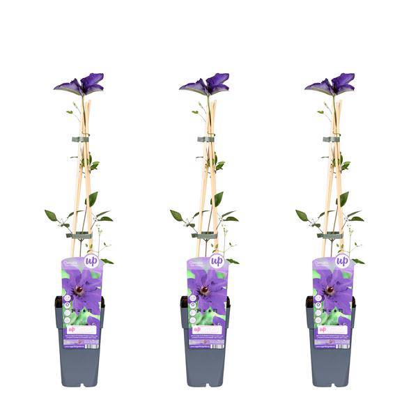 Waldrebe – Clematis 'The President' – 3 Pflanzen– Ø15cm – ↨65cm – Kletterpflanze mit violetten Blüten für Garten & Pergola