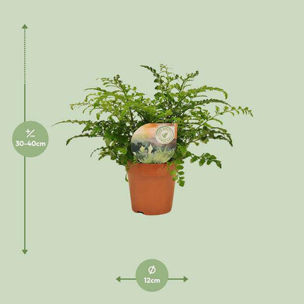 Nestfarn – Asplenium Parvati – Zimmerpflanze – Ø12cm – ca. 35cm hoch – dekorativer Rippenfarn für Innenräume