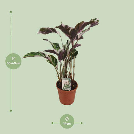 Calathea Fusion White Zimmerpflanze Ø14cm ↕40cm – pflegeleichte Grünpflanze für Wohnzimmer, Büro & helle Standorte kaufen